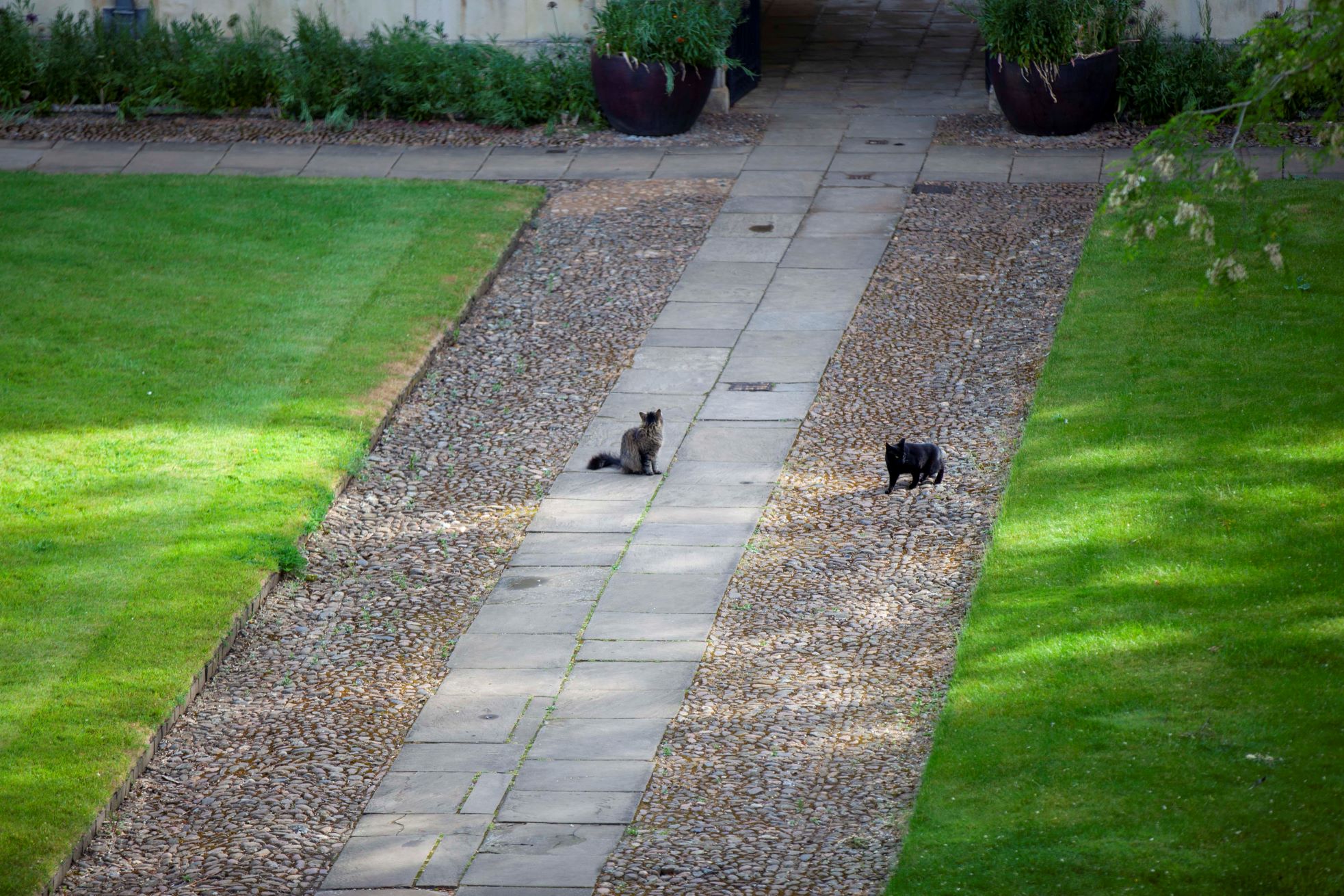 Two cats on a path