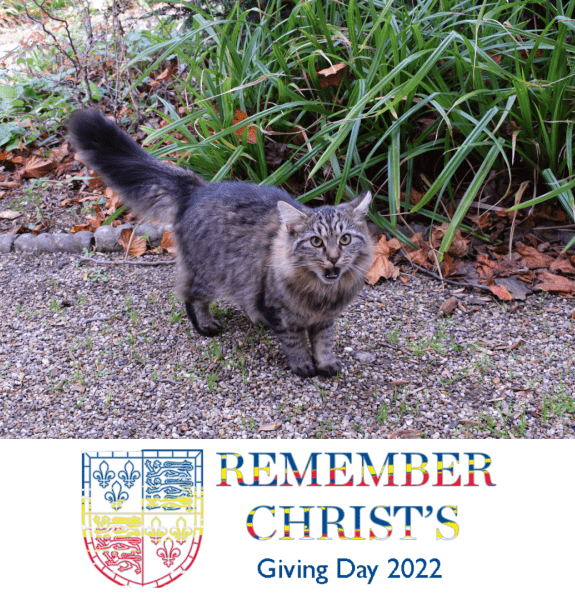 Finch the cat and a Giving Day logo