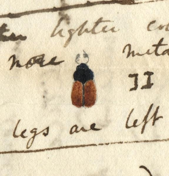 Drawing of a beetle