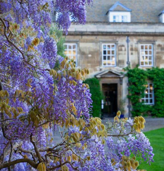 wisteria in first court